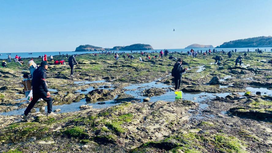 大连开发区哪有收费赶海的地方？金石滩心悦岛收费标准