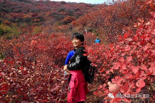 2021庄子岭最佳看红叶时间?涉县庄子岭收费吗-图3 2021庄子岭最佳看红叶时间?涉县庄子岭收费吗-图3