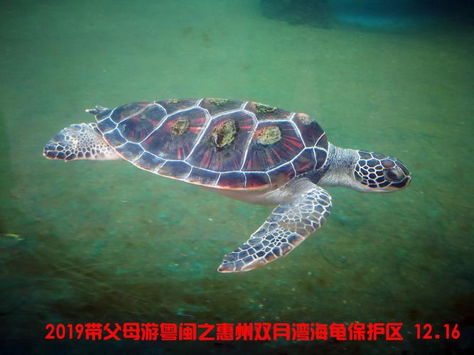 双月湾海龟自然保护区要门票吗？双月湾海边收费吗