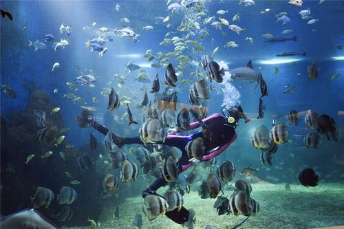 亚龙湾私人沙滩怎么进?亚龙湾海底世界收费么-图3 亚龙湾私人沙滩怎么进?亚龙湾海底世界收费么-图3