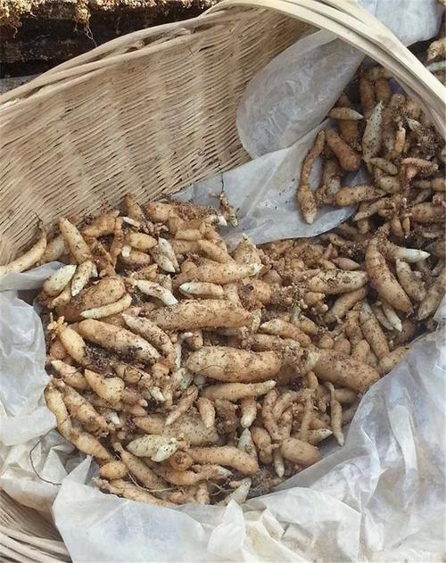 九寨沟卖的天麻是真的吗?乐山黄氏宠物收费贵吗-图2 九寨沟卖的天麻是真的吗?乐山黄氏宠物收费贵吗-图2