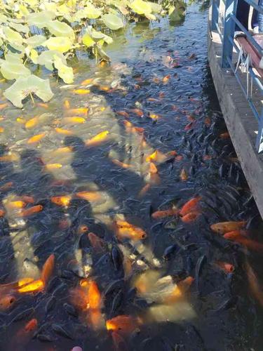 沈阳仟睿达冬天还能看到鱼吗?仟睿达收费标准-图2 沈阳仟睿达冬天还能看到鱼吗?仟睿达收费标准-图2