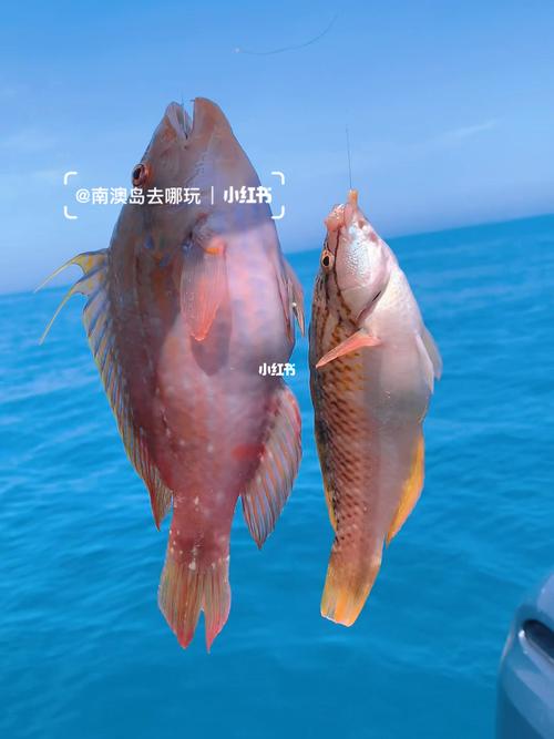 南澳岛钓鱼攻略?汕头南澳钓鱼怎么收费标准-图3 南澳岛钓鱼攻略?汕头南澳钓鱼怎么收费标准-图3