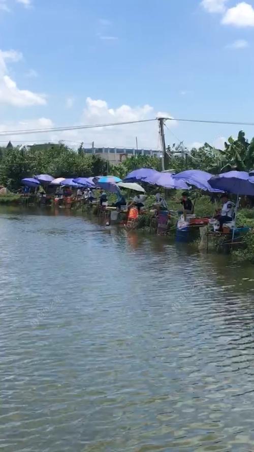 顺德大良到深圳龙华怎么走？要多久？番禺金叶钓鱼场怎么收费