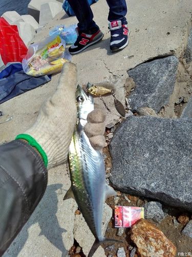 营口鲅鱼圈路亚钓鱼的地方?鲅鱼圈出海打鱼收费-图2 营口鲅鱼圈路亚钓鱼的地方?鲅鱼圈出海打鱼收费-图2