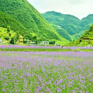 桐梓县城附近哪些山好玩？桐梓黔北花海收费多少