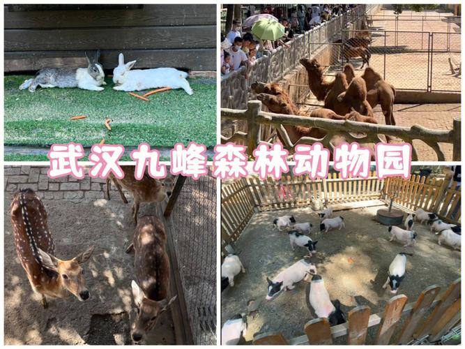 南昌新动物园游玩攻略?南昌新动物园停车场要收费吗-图3 南昌新动物园游玩攻略?南昌新动物园停车场要收费吗-图3