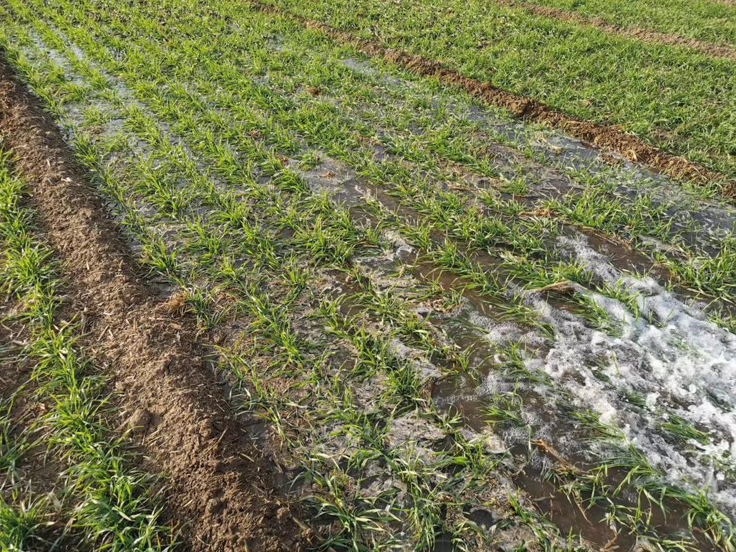 小麦到5月13号以后可以浇水吗?5月17号天气情况-图3 小麦到5月13号以后可以浇水吗?5月17号天气情况-图3
