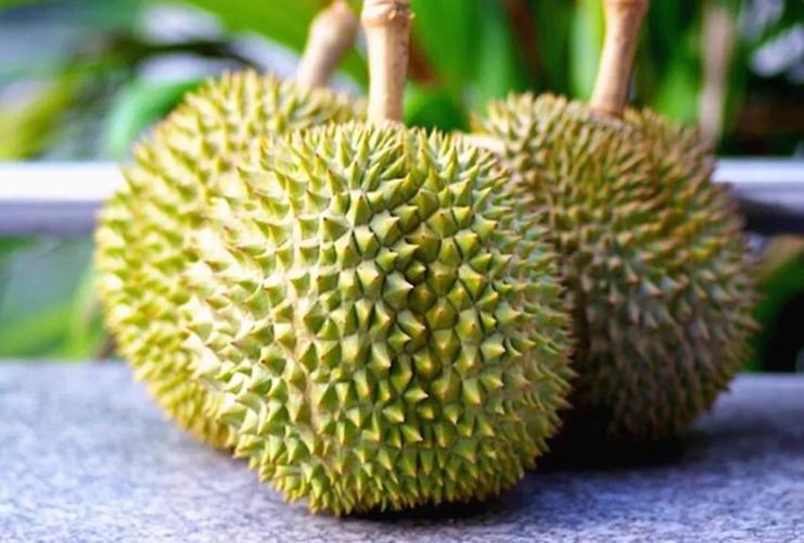 四川攀枝花可以栽种榴莲吗?米易的天气情况-图3 四川攀枝花可以栽种榴莲吗?米易的天气情况-图3