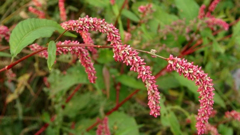 水红花定州这什么时间种？定州明天天气情况