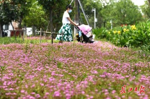 水红花定州这什么时间种?定州明天天气情况-图2 水红花定州这什么时间种?定州明天天气情况-图2