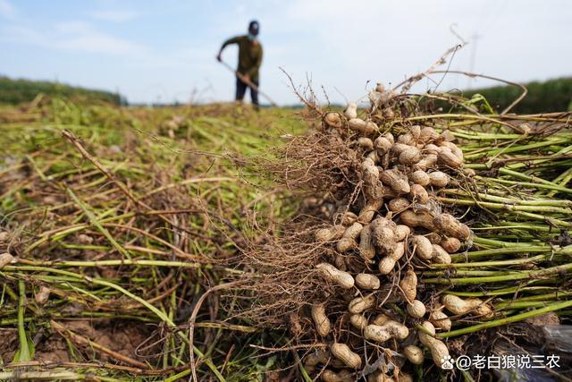 在襄阳区域几月份种植花生？襄阳4月份天气情况