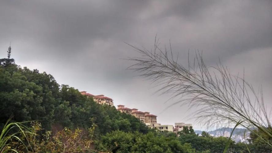 从化茶叶有哪些？从化现在天气情况