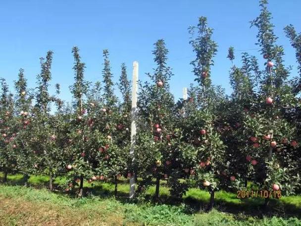 湖北荆州能种苹果树吗?湖北荆州天气情况-图1 湖北荆州能种苹果树吗?湖北荆州天气情况-图1