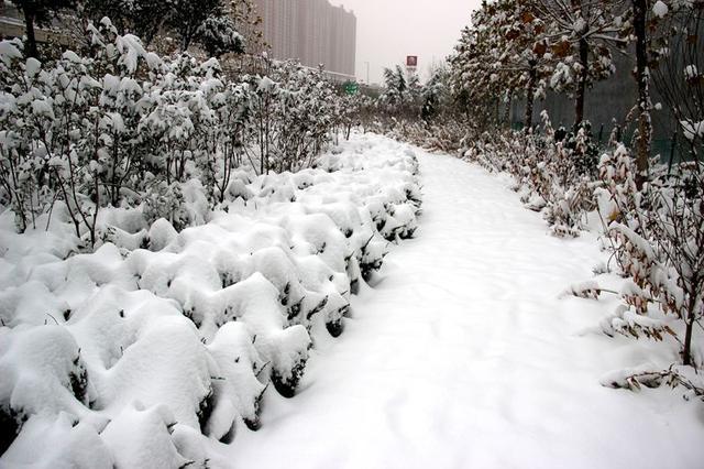 河南,预报南阳漯河周口一线有中到大雪,零下4度左右,高速公路会封闭吗?周口的天气情况-图3 河南,预报南阳漯河周口一线有中到大雪,零下4度左右,高速公路会封闭吗?周口的天气情况-图3