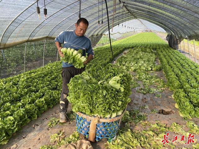 江苏3月份露地种什么蔬菜?江苏4月份天气情况-图3 江苏3月份露地种什么蔬菜?江苏4月份天气情况-图3