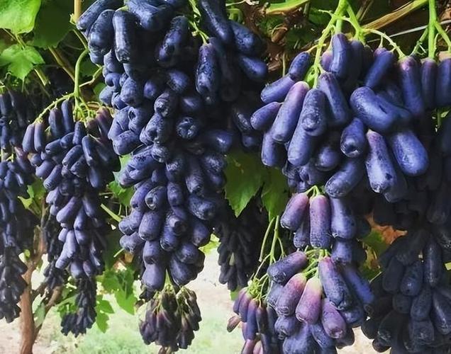 北京气候特点怎样?适合种植什么品种的葡萄?为什么?九月中旬北京天气情况-图3 北京气候特点怎样?适合种植什么品种的葡萄?为什么?九月中旬北京天气情况-图3