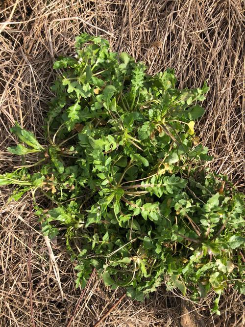10月份西安有野生荠菜吗？西安10月份天气情况