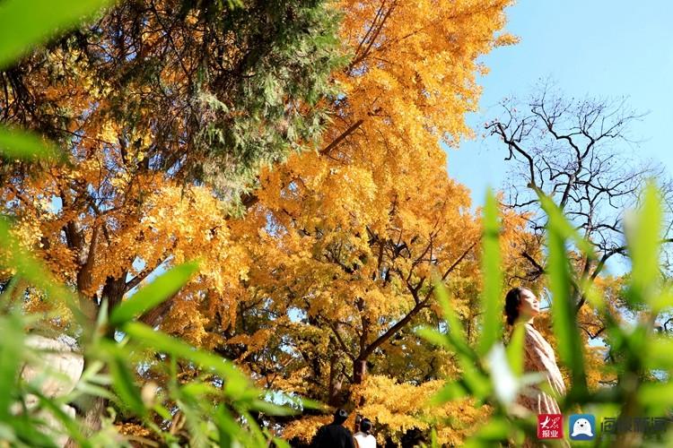 莒县银杏树最佳观赏时间?莒县一个月的天气情况-图3 莒县银杏树最佳观赏时间?莒县一个月的天气情况-图3