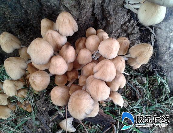 十一时候烟台山上有蘑菇吗？烟台11月份天气情况