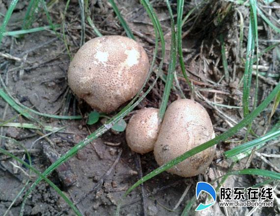 十一时候烟台山上有蘑菇吗?烟台11月份天气情况-图2 十一时候烟台山上有蘑菇吗?烟台11月份天气情况-图2