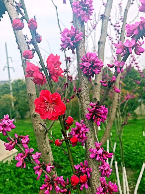 仙桃花怎么养?仙桃未来十天天气情况-图3 仙桃花怎么养?仙桃未来十天天气情况-图3