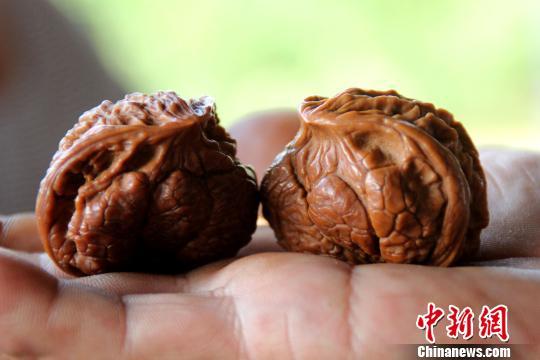 核桃粘手期如何处理?涞水天气情况-图2 核桃粘手期如何处理?涞水天气情况-图2