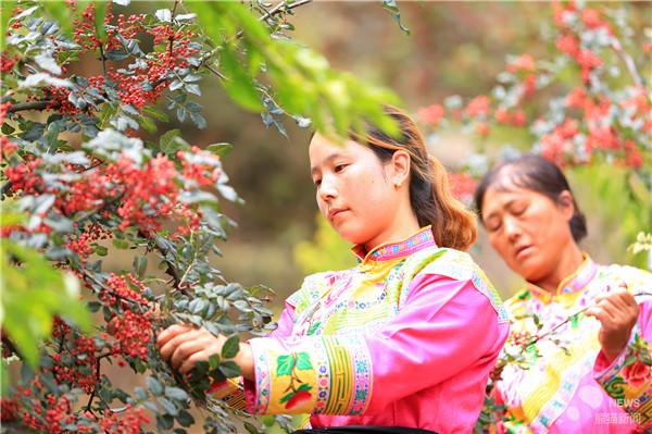 茂县大红袍花椒讲解?茂县天气情况-图3 茂县大红袍花椒讲解?茂县天气情况-图3