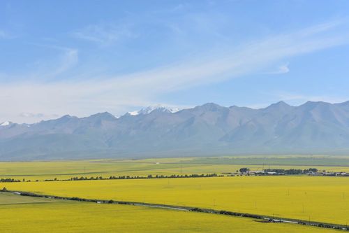 2023年门源油菜花开了吗？天气情况门源