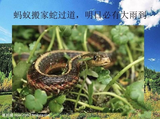 蛇会预测天气吗?石头天气情况-图2 蛇会预测天气吗?石头天气情况-图2