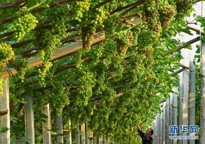 北京气候特点怎样?适合种植什么品种的葡萄?为什么?9月北京天气情况-图2 北京气候特点怎样?适合种植什么品种的葡萄?为什么?9月北京天气情况-图2