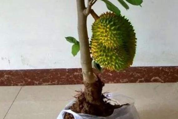 广西来宾可以种植榴莲吗？广西来宾天气情况