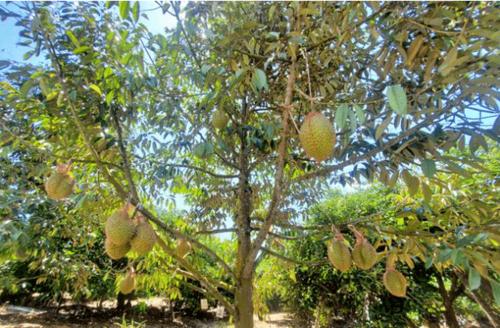 广西来宾可以种植榴莲吗?广西来宾天气情况-图2 广西来宾可以种植榴莲吗?广西来宾天气情况-图2