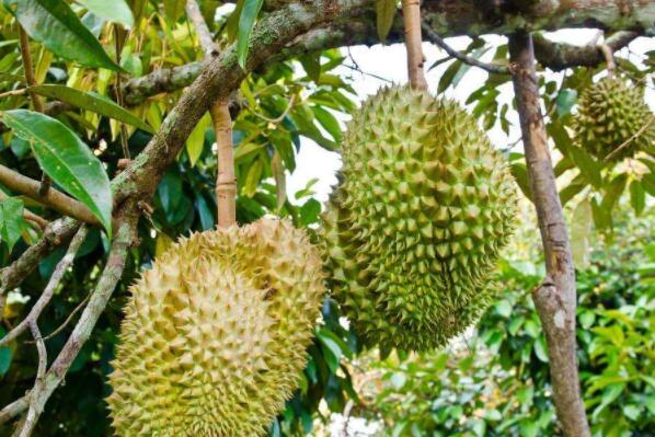 广西来宾可以种植榴莲吗?广西来宾天气情况-图3 广西来宾可以种植榴莲吗?广西来宾天气情况-图3