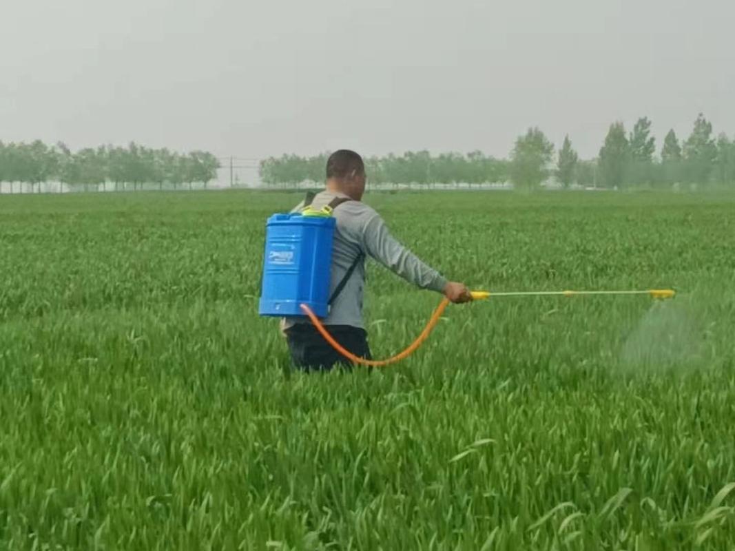 蒙城县2023年小麦一喷三防政府给几次施药?蒙城明天的天气情况-图3 蒙城县2023年小麦一喷三防政府给几次施药?蒙城明天的天气情况-图3