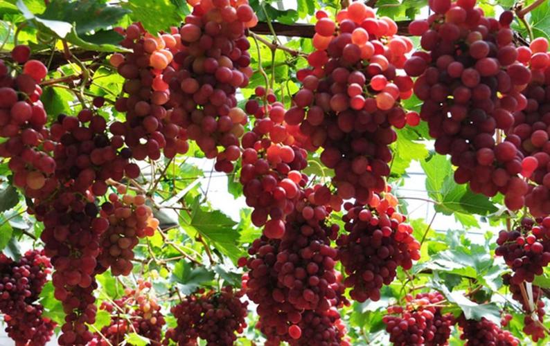 北京气候特点怎样?适合种植什么品种的葡萄?为什么?8月26北京天气情况-图3 北京气候特点怎样?适合种植什么品种的葡萄?为什么?8月26北京天气情况-图3
