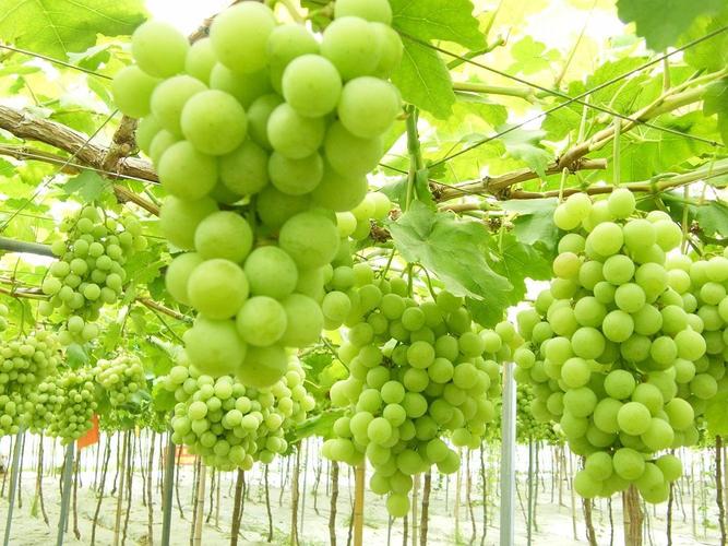 北京气候特点怎样?适合种植什么品种的葡萄?为什么?8月26北京天气情况-图2 北京气候特点怎样?适合种植什么品种的葡萄?为什么?8月26北京天气情况-图2
