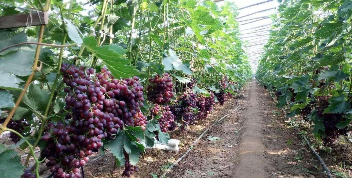 北京气候特点怎样?适合种植什么品种的葡萄?为什么?5月底北京天气情况-图1 北京气候特点怎样?适合种植什么品种的葡萄?为什么?5月底北京天气情况-图1