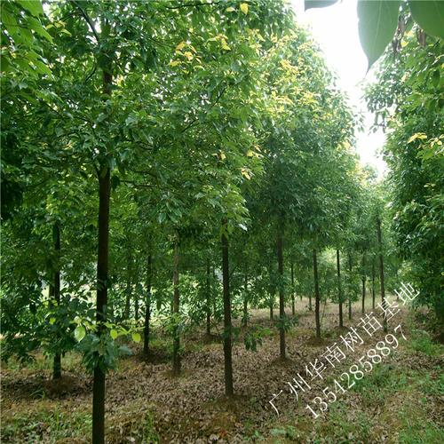 龙脑樟种植气候条件?樟树4月份天气情况-图2 龙脑樟种植气候条件?樟树4月份天气情况-图2