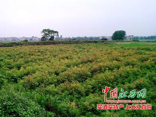 龙脑樟种植气候条件?樟树4月份天气情况-图3 龙脑樟种植气候条件?樟树4月份天气情况-图3