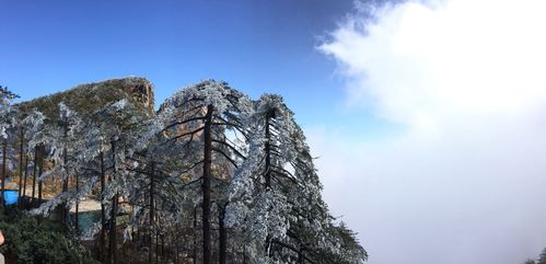黄山的树叶几月份开始黄?黄山5月份天气情况-图1 黄山的树叶几月份开始黄?黄山5月份天气情况-图1
