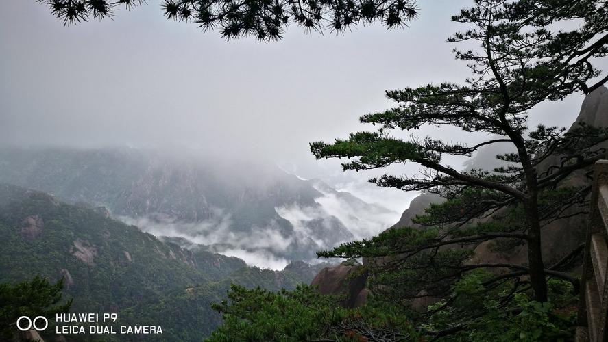 黄山的树叶几月份开始黄?黄山5月份天气情况-图2 黄山的树叶几月份开始黄?黄山5月份天气情况-图2