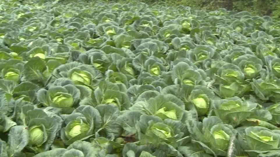 川西南方种莲花白什么时间播种?莲花天气情况-图3 川西南方种莲花白什么时间播种?莲花天气情况-图3