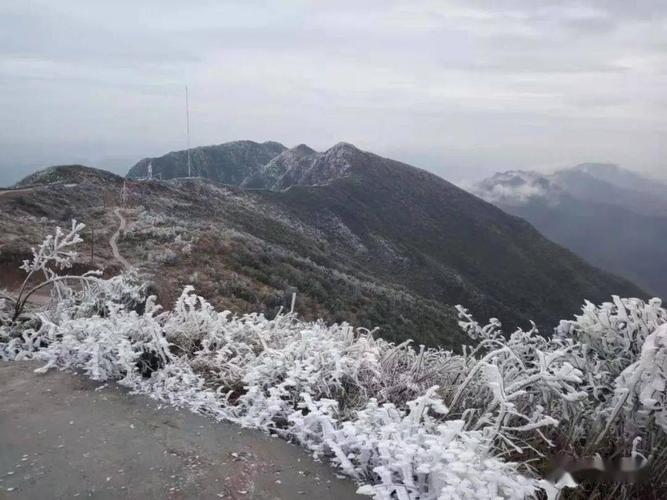 平阳看雾凇最好的地方?平阳天气情况-图2 平阳看雾凇最好的地方?平阳天气情况-图2
