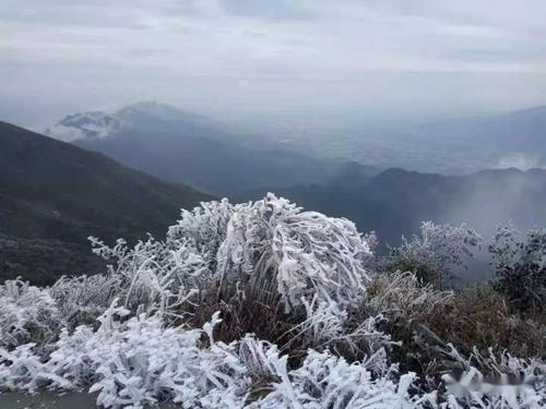 平阳看雾凇最好的地方?平阳天气情况-图3 平阳看雾凇最好的地方?平阳天气情况-图3