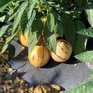 人参果果苗南京可以栽植吗？凉州天气情况