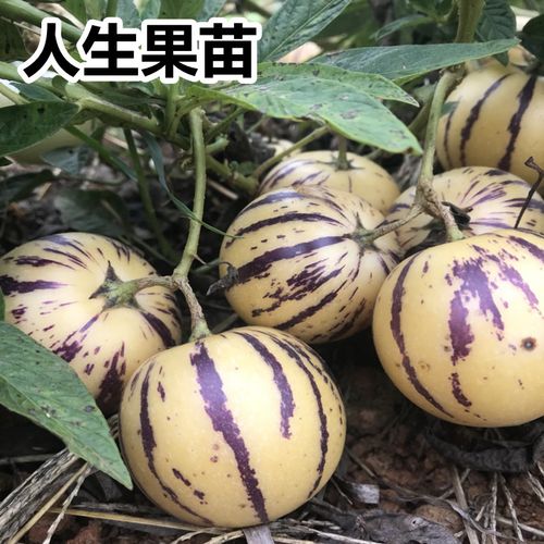 人参果果苗南京可以栽植吗?凉州天气情况-图2 人参果果苗南京可以栽植吗?凉州天气情况-图2