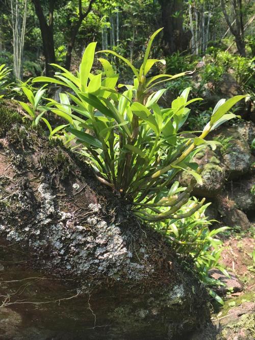 室内能种植金钗吗?金钗天气情况-图1 室内能种植金钗吗?金钗天气情况-图1