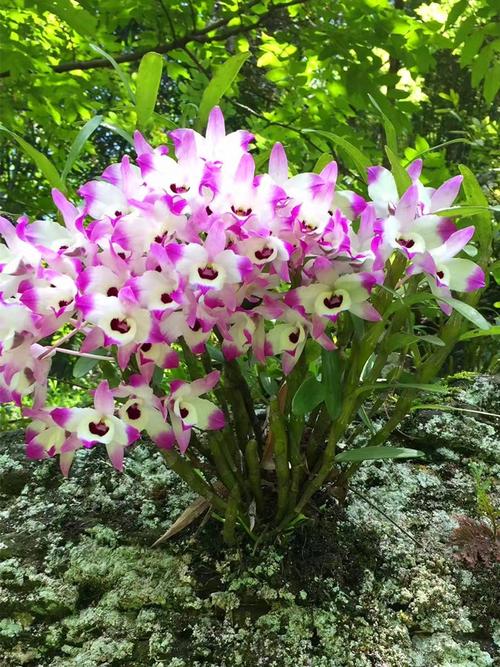 室内能种植金钗吗?金钗天气情况-图2 室内能种植金钗吗?金钗天气情况-图2