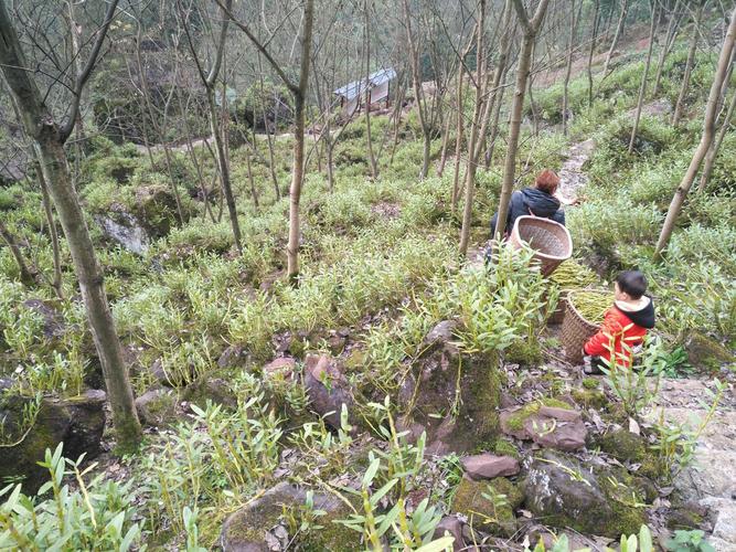 室内能种植金钗吗?金钗天气情况-图3 室内能种植金钗吗?金钗天气情况-图3
